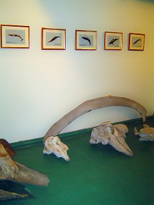 Фрагменты скелетов китов