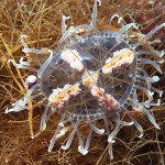 Медуза-крестовик