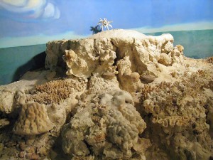 Модель кораллового рифа